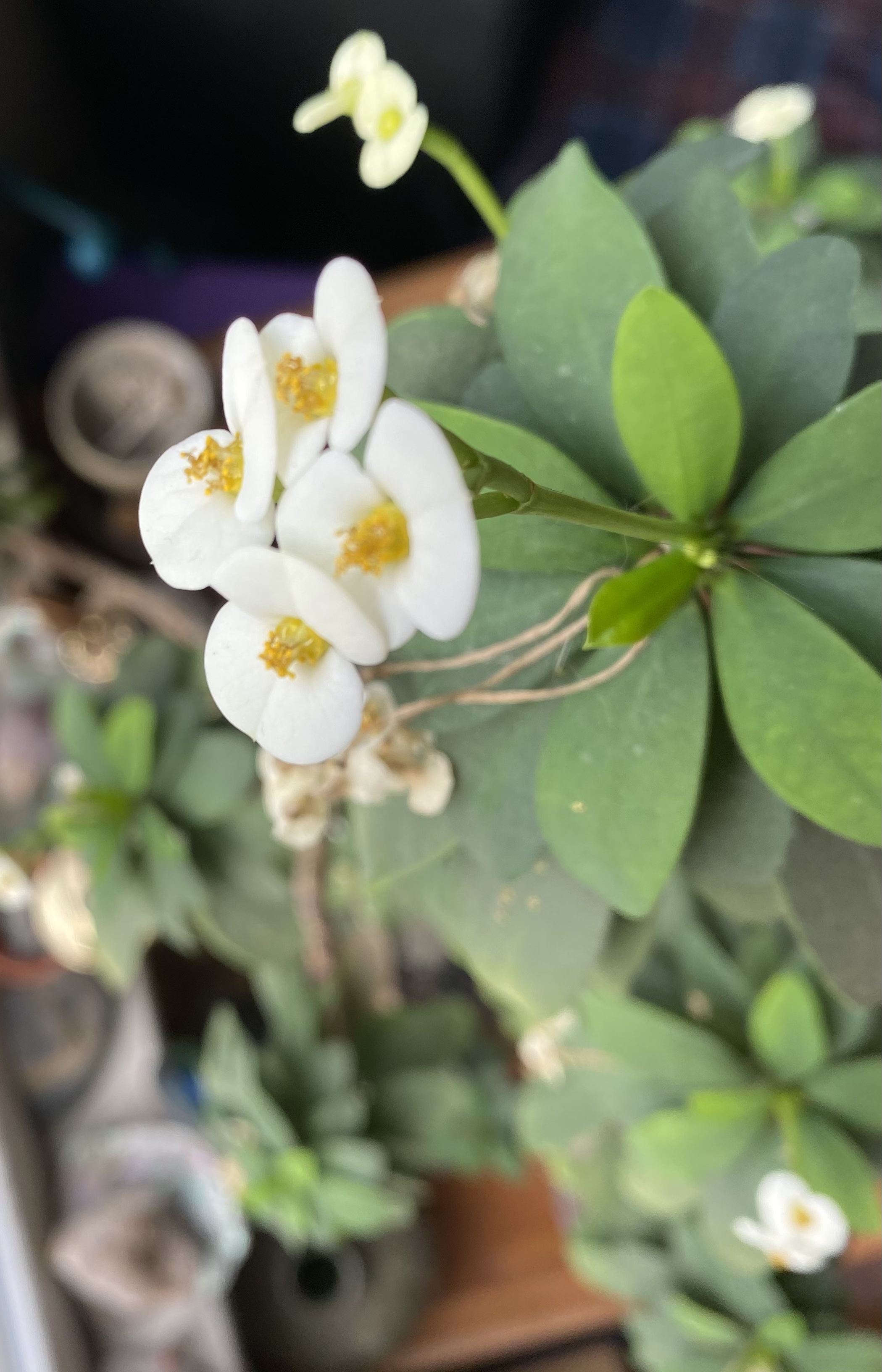 This Flower Looks Kind of Like a Qingxin Genshin Impact HoYoLAB