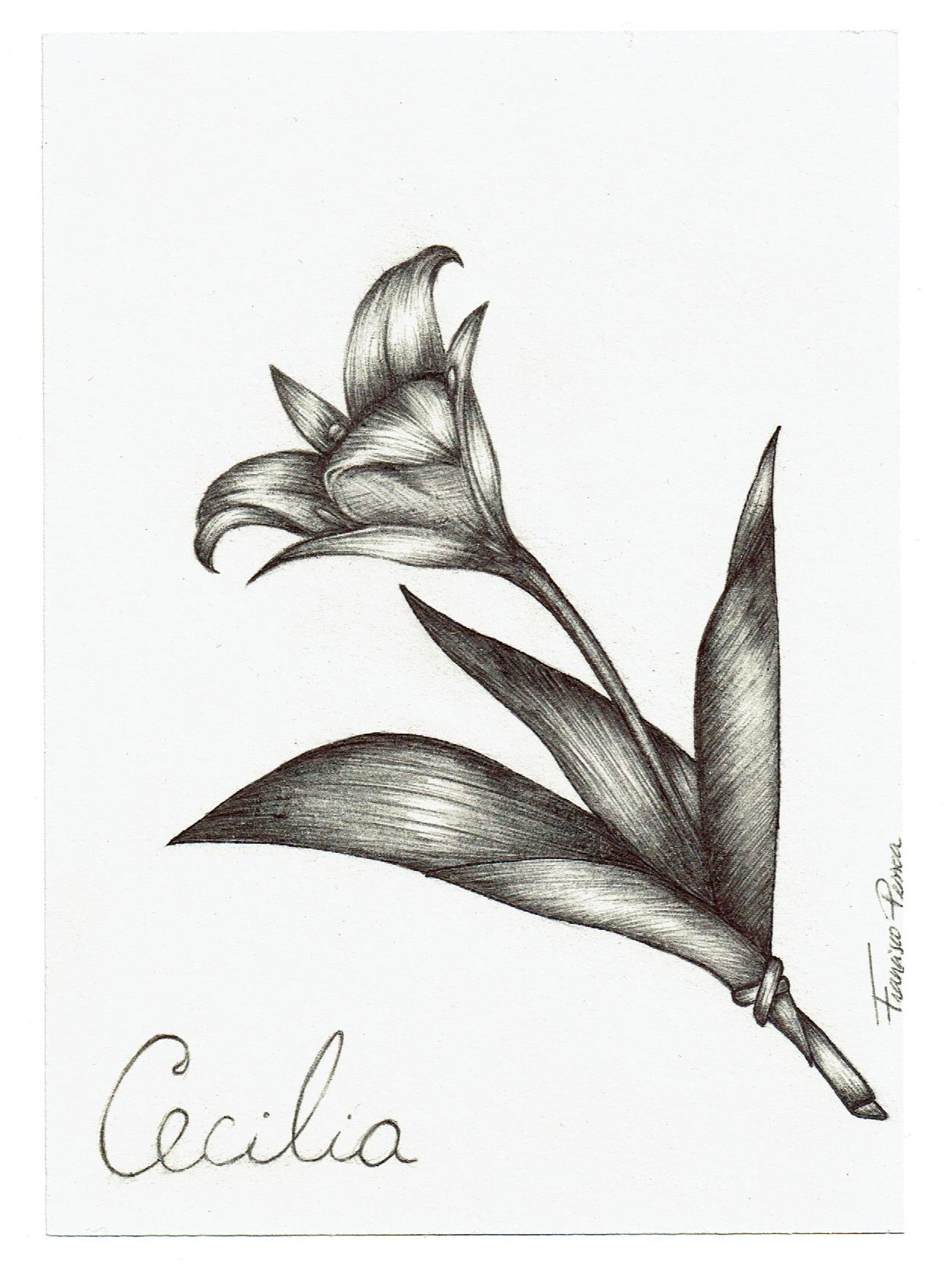 Cecilia Genshin Impact HoYoLAB